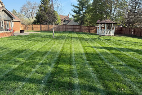 grass